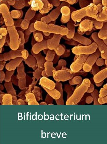 Bifidobacterium breve - в составе Bio-In нового поколения, купить на NaturalBad.ru , +7 923 240 2575